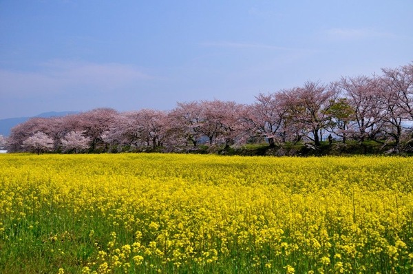 藤原宮跡の桜