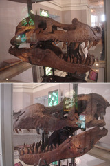 Sue 2