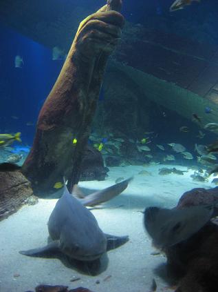 Atlantis2
