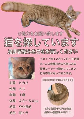 イタチに似た容姿の猫が行方不明になっているみたい 12月にホームズ寝屋川の駐車場で逃走 寝屋川つーしん