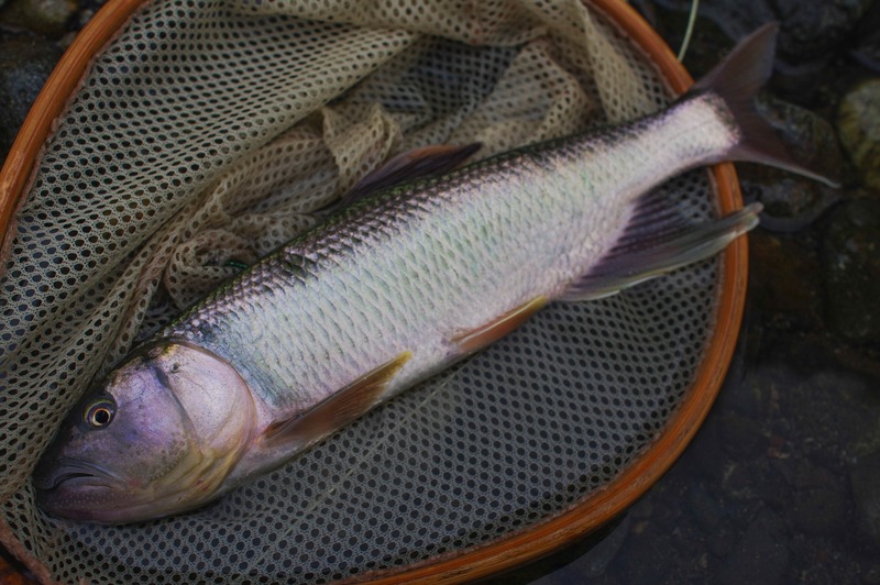 IMGP1580_R