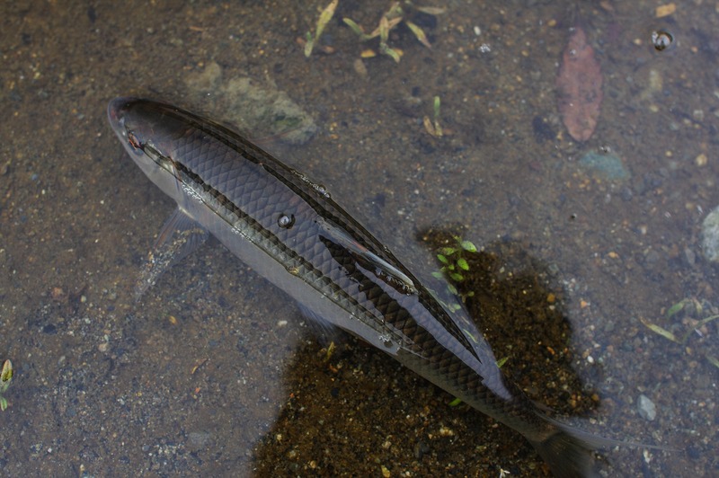 IMGP1193_R