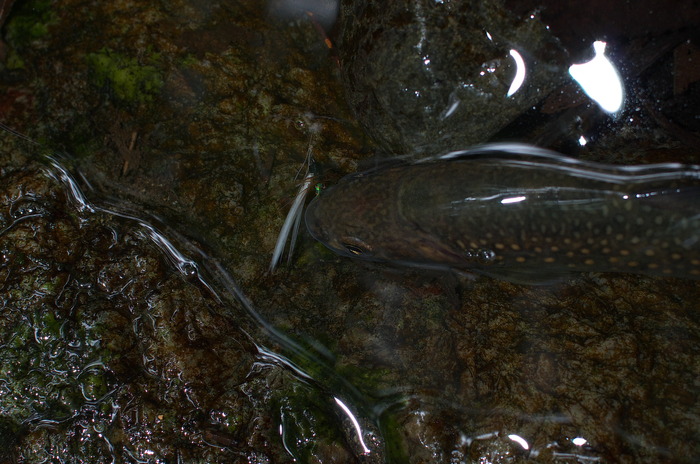 IMGP7408