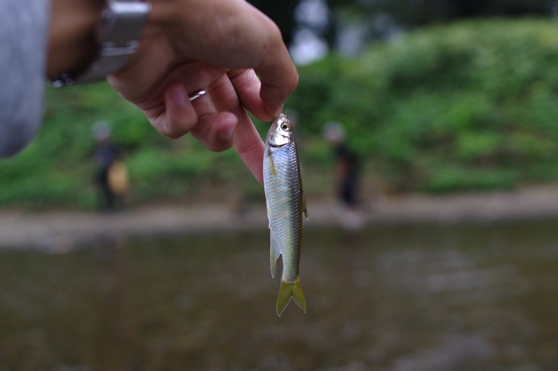 IMGP9524_R