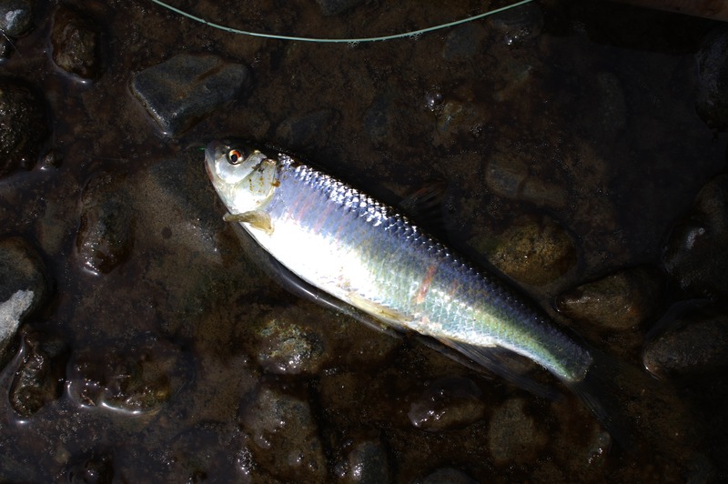 IMGP1160_R