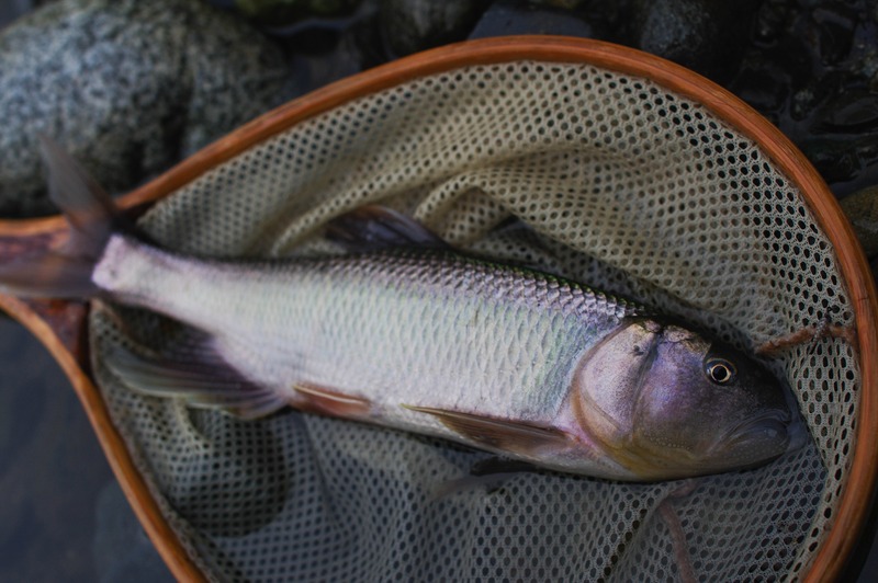 IMGP1593_R