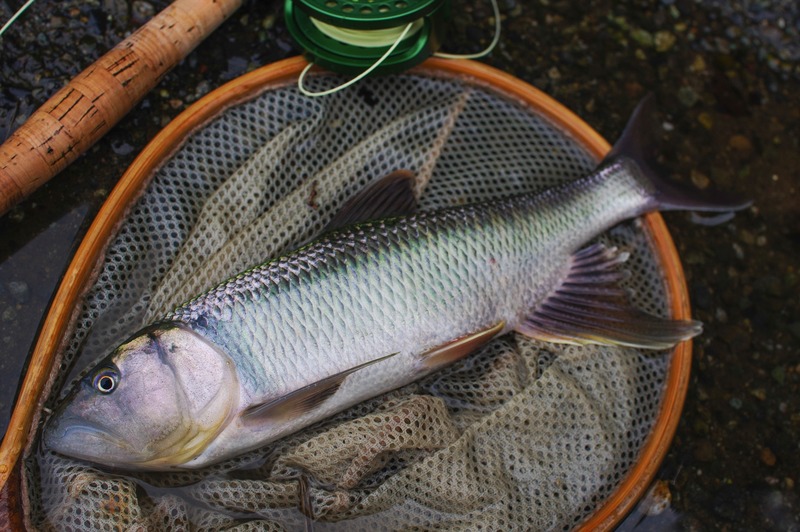 IMGP1576_R