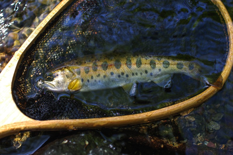 IMGP1325_R