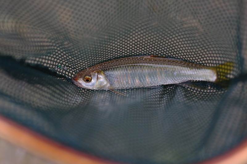 IMGP9523_R