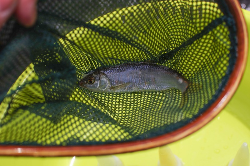 IMGP1146_R