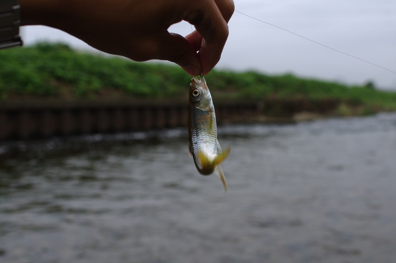 IMGP9488_R