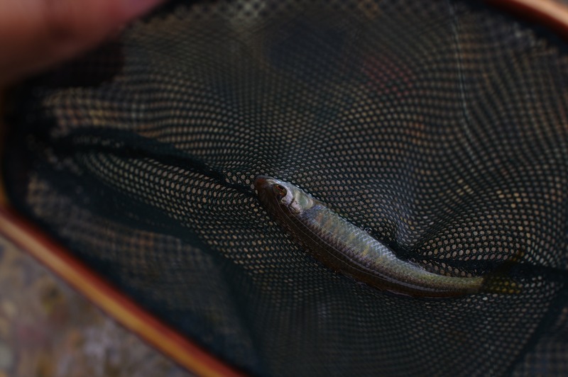 IMGP9485_R