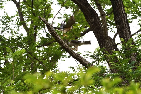 餌渡し2sD50_7599
