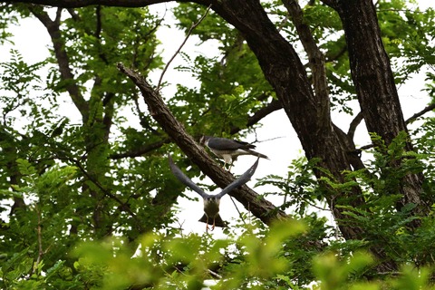 餌渡し6sD50_7603
