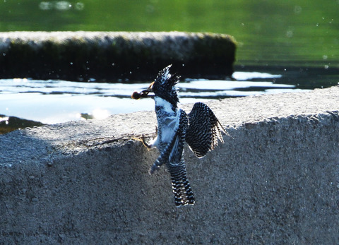 5カジカgettD50_5493