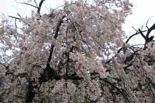 IMG_7740