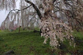 IMG_7768