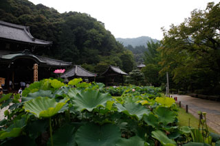 三室戸寺 ハス2