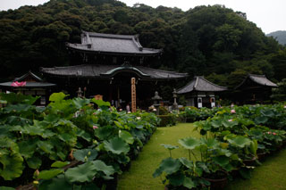 三室戸寺 ハス1