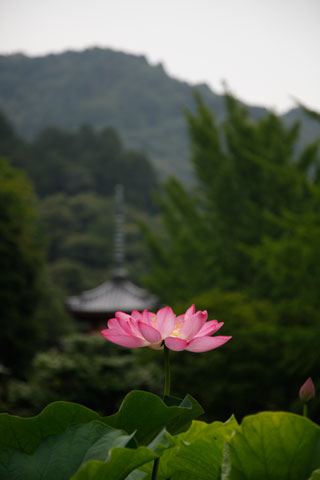 三室戸寺 ハス3