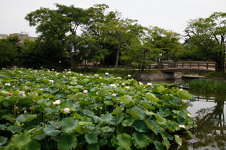 長岡天満宮 ハス
