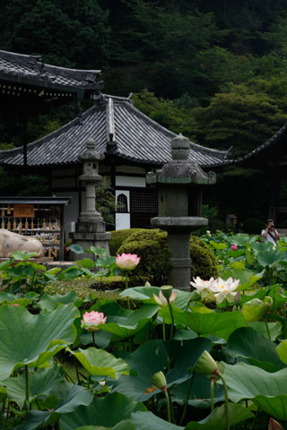 三室戸寺 ハス4