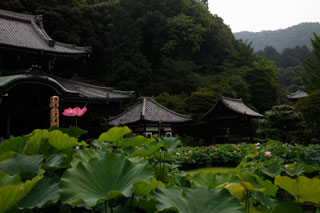 三室戸寺 ハス