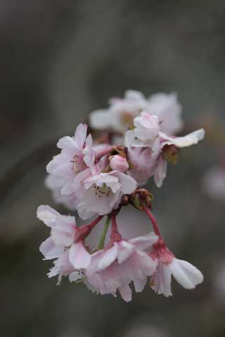 実光院2