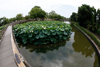 長岡天満宮 ハス5