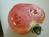 �Ȥޤ�