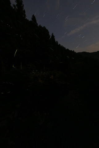 ほたる