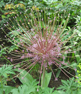 allium schbertii
