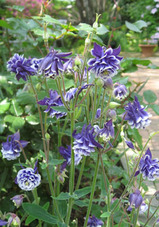 aquilegia
