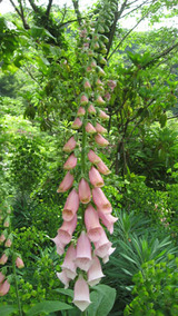 digitalis