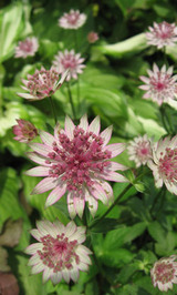 astrantia