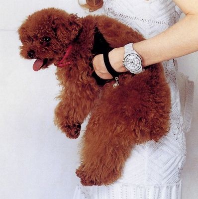 神奈川県ブリーダー犬舎 トイプードルのモデル犬の子犬生まれました ペットショップ ワンダフルライフのblog