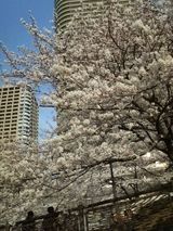 さくら2008
