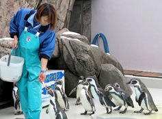 regular_penguin