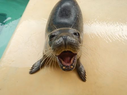 ゴマフアザラシ