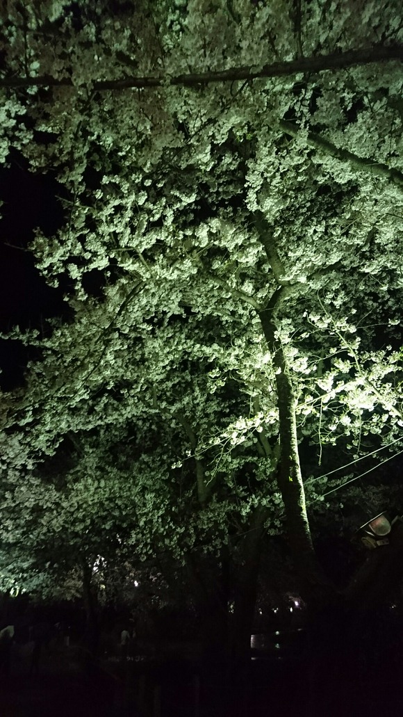 DSC_1351