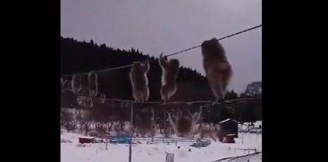 キャプチャ