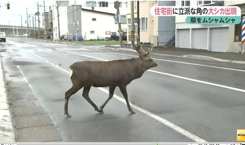 キャプチャ