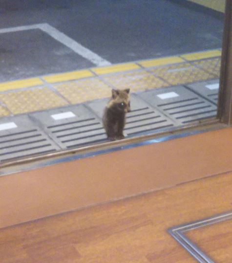 キャプチャ