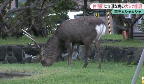 キャプチャ1