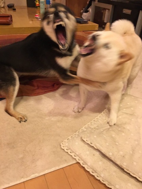 CilDIp2VAAAgpPc