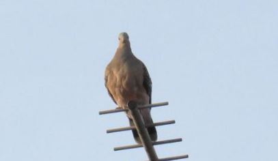 キャプチャ