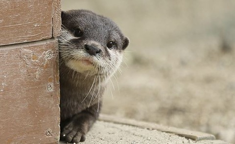 キャプチャ