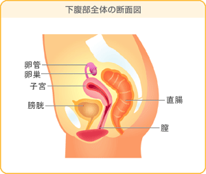 女性の下腹部断面