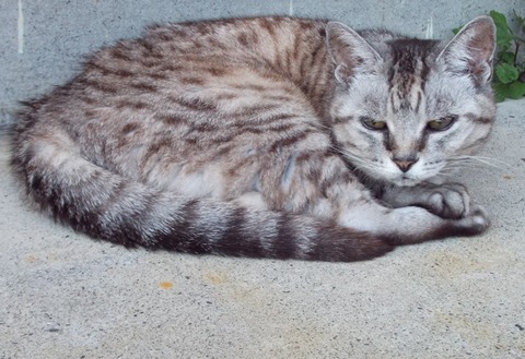 高齢地域猫さまが居座りペットのチータ猫が臨家で 高齢地域猫さまが居座りペットのチータ猫が臨家で