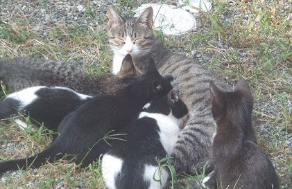 野良猫家族7匹写真 野良猫家族7匹写真